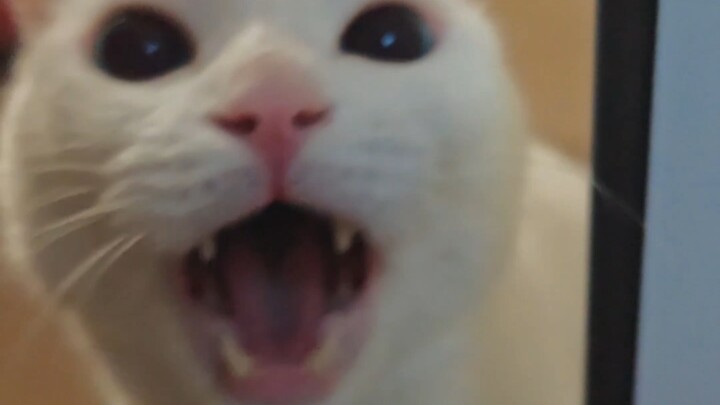 Arguing with a cat in the bathroom