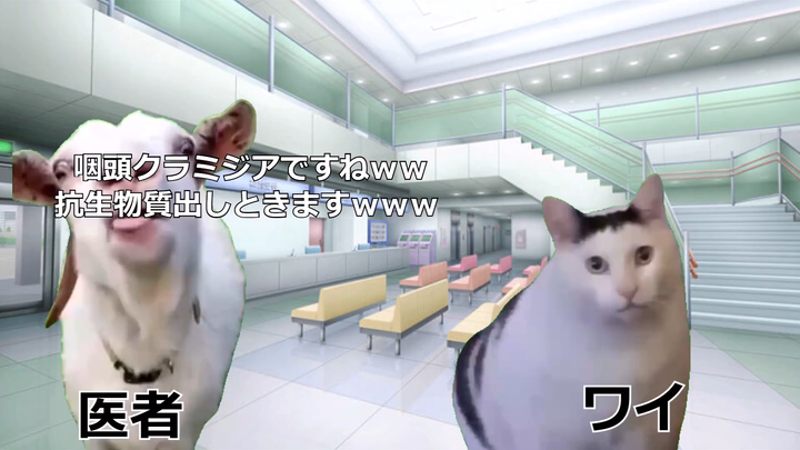【猫meme】一个月得了三次星病的故事
