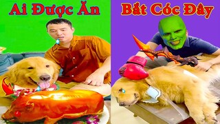 Thú Cưng TV | Tứ Mao Đại Náo #23 | Chó Golden Gâu Đần thông minh vui nhộn | Pets cute smart dog