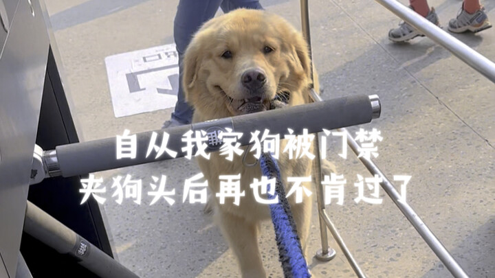 自从我家狗被门禁夹狗头后再也不肯过了