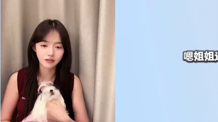 كلب أبيض صغير يشبه الأناناس، تيان دو: ذيله الصغير لطيف جدًا، أريد أن أربي واحدة أيضًا