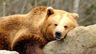 陆地最强食肉目，亚种分类混乱的大家族，棕熊详细介绍