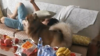 Hahahaha, si anjing: Dengarkan penjelasanku