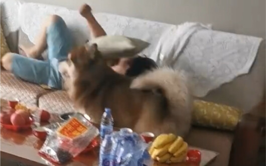 ฮ่าฮ่าฮ่าฮ่าฮ่าฮ่า หมา: ฟังฉันอธิบายสิ