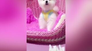 mọi người thả tym đi sao ít quá vậy :)thúcưng yêuđộngvật chó_cưng mypet pets