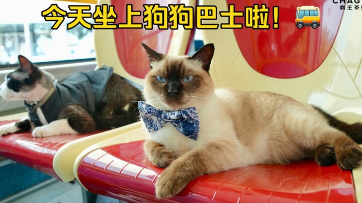 โลกหมุนรอบเจ้าแมวแห่งตรรกะ!