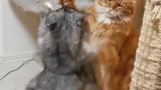 Saya tidak pernah menyangka kucing Maine Coon akan berkelahi seperti ini.