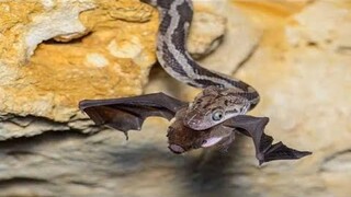 Snake vs Bats