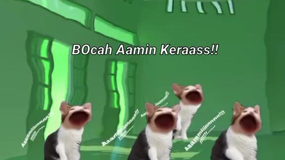 kucing pristen/kucing amin keras