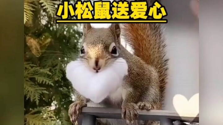 Netizens helped a little squirrel rebuild its home, and it unexpectedly repaid them in this way. #Ha