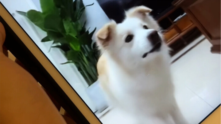 วิธีแกล้งเบลาระหว่างคุยโทรศัพท์