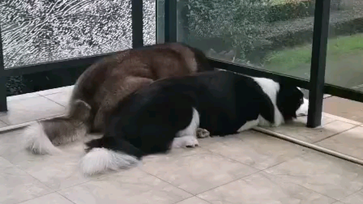 Husky: Do you want to go out and play?