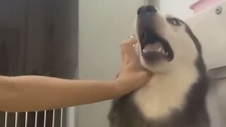 Điệu hú của Husky bị gián đoạn