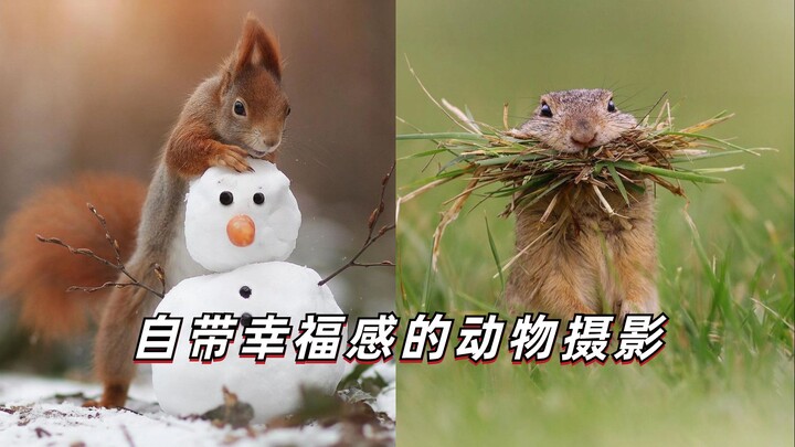 [Imperial Canon] Smiling After Watching! Soul-Stirring Wildlife Photography