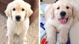 😍 Cute & Funny Golden Puppies Videos That Are IMPOSSIBLE Not To Aww At 🐶 | Cute Puppies