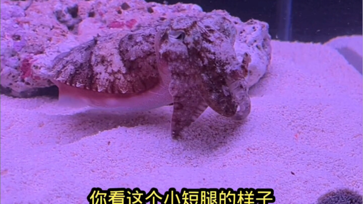 Squid Sprays Ink and Dies!