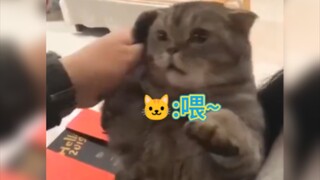 "Taking stock of barrier-free communication between cats, dogs and humans"
