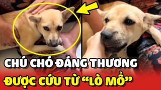 Chú cho tội nghiệp được Ngoại GIẢI CỨU từ lò mổ | Yêu Lu