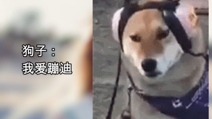 Chú chó: Tôi thích nhảy disco. Những GIF động hài hước đến mức cười vỡ bụng (≧∇≦)/ Kỳ 29 Good Vibes 