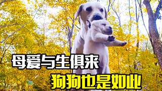 母爱与生俱来的，狗狗为了孩子，操碎了心