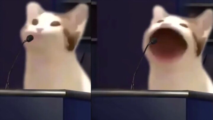 [MEME] Joker and cat