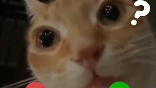 هيا بنا نرى بعض ميمات القطط!