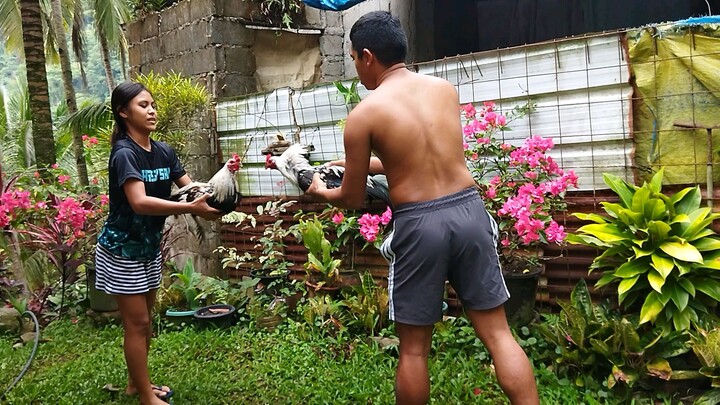 early bird first sparing🐓