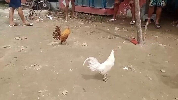 pangalawa nyang laban