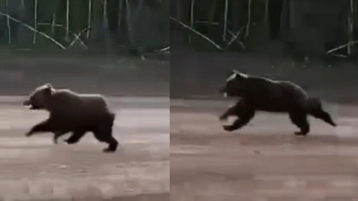 Gấu nâu rượt đuổi đối thủ trong quãng đường dài, tiếng thở hổn hển cũng khiến người ta sợ hãi