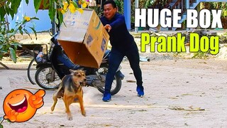 Box Prank Dog Top Funny Video