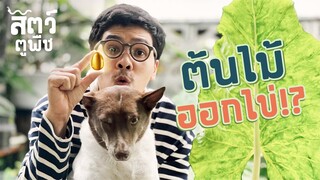 (EN) ต้นไม้ออกไข่!? - สัตว์ตูพืช EP2