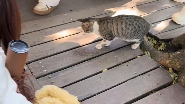 Chú mèo bất động, cứ ngỡ là mèo giả.