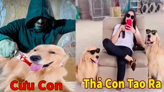 Thú Cưng TV | Trứng Vàng và Trứng Bạc #24 | Chó Golden Gâu Đần thông minh vui nhộn | Pets smart dog