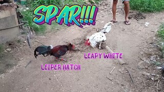 Leiper Hatch VS Leapy White       JRP Gameyard