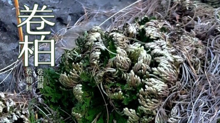 This plant can revive even after being completely dried out for many years; it’s nicknamed the “Nine