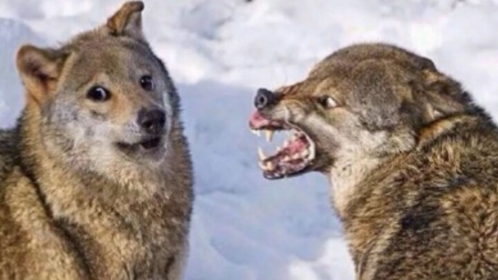 【Animal Circle】Funny animal compilation