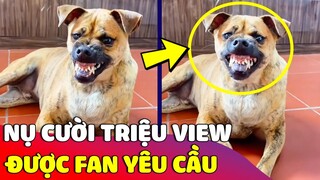 Cười xỉu với chú chó có nụ cười 'TRIỆU VIEW' khiến Fan hâm mộ cũng phải 'RÉN NGANG' 😂 Gâu Đần