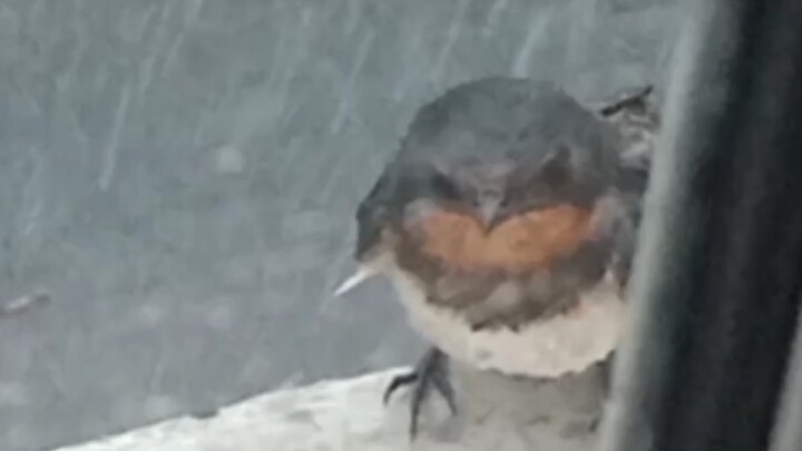 عصفورة صغيرة تختبئ من المطر خارج نافذة منزلي (♡▽♡) عصفورة صغيرة تختبئ من المطر خارج نافذة منزلي (♡▽♡