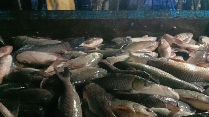 fish