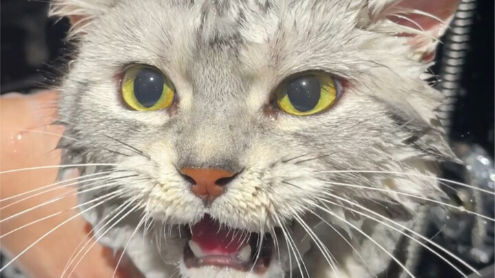 Ngakak nggak karuan, keluarga semua! Hari Perempuan, kucing betina mandi diskon 50% 😂