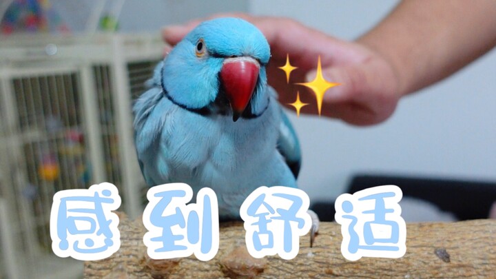 被虎摸后语无伦次的小蓝宝贝