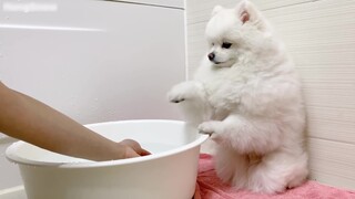 How to trick your dog into getting into the bathtub