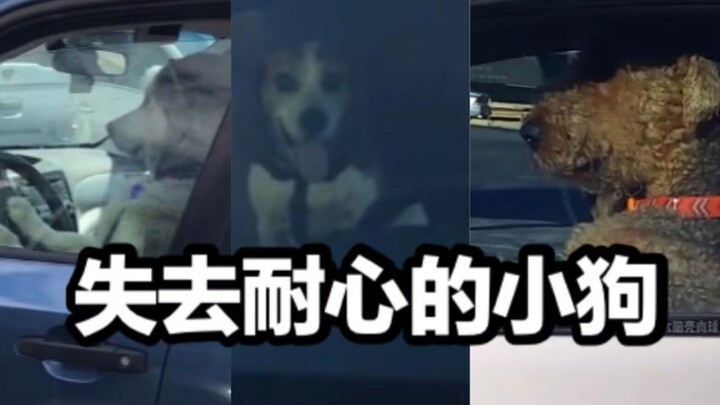 Anak anjing yang kehilangan kesabaran langsung jadi pengemudi agresif, meneror klakson! Si pemilik b