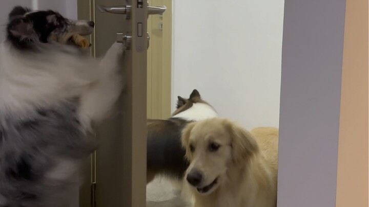 ساس جي الشقيّ والمرح