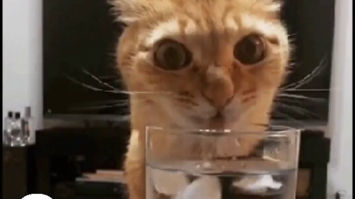 The Water Source of Cat Stars: Surprises and Thrills Caught on Camera!