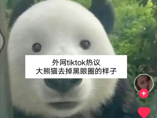 ชาวเน็ต TikTok ถกเถียงกันสนั่น! แพนด้ายักษ์เมื่อไม่มีขอบตาดำหน้าตาจะเป็นอย่างไร?