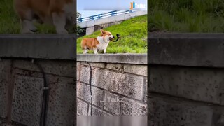 Animal Fundub Part 223 🤣🤣 | Malayalam Fundub | ©Ji Talkz | Jijith Elamadu #malayalamfundub #shorts