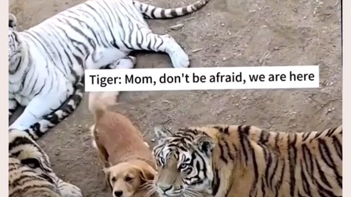 cutie big cats