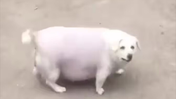 "تقول إن هذا كلب صغير حليب؟"