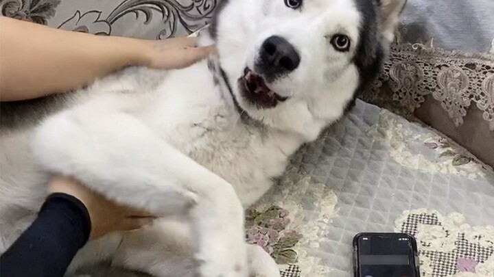 Pet the dog for 20 seconds without getting angry challenge